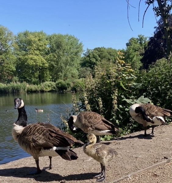 One gosling with three Canada geese standing by the edge of a pond.