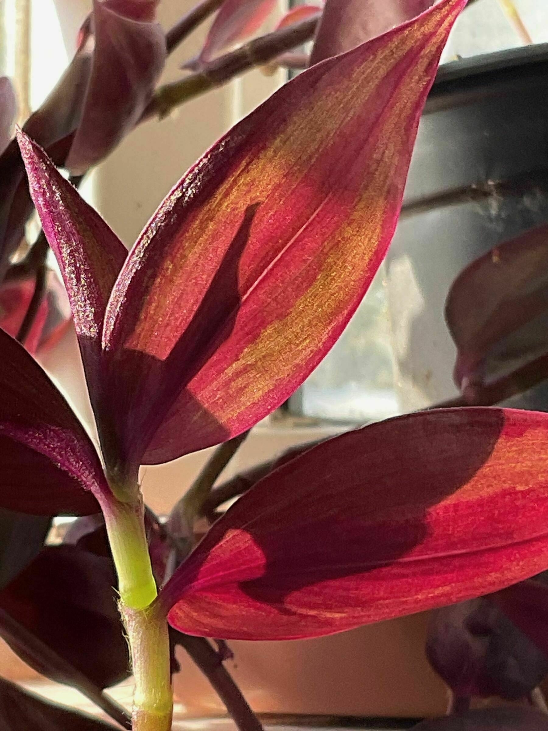 leaves of a plant lit by sunlight