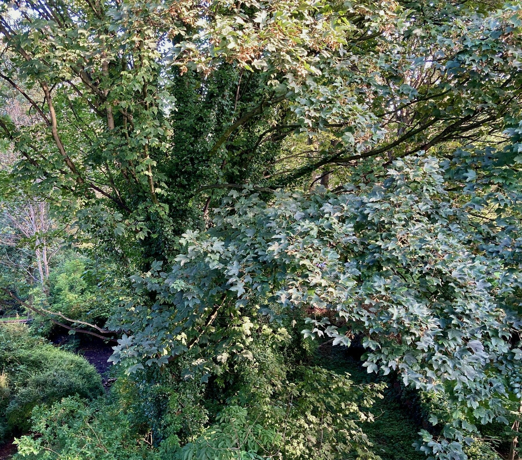 Tree filled view from a window in the city of Manchester UK.