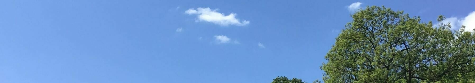 small white clouds against a blue sky above the tree tops