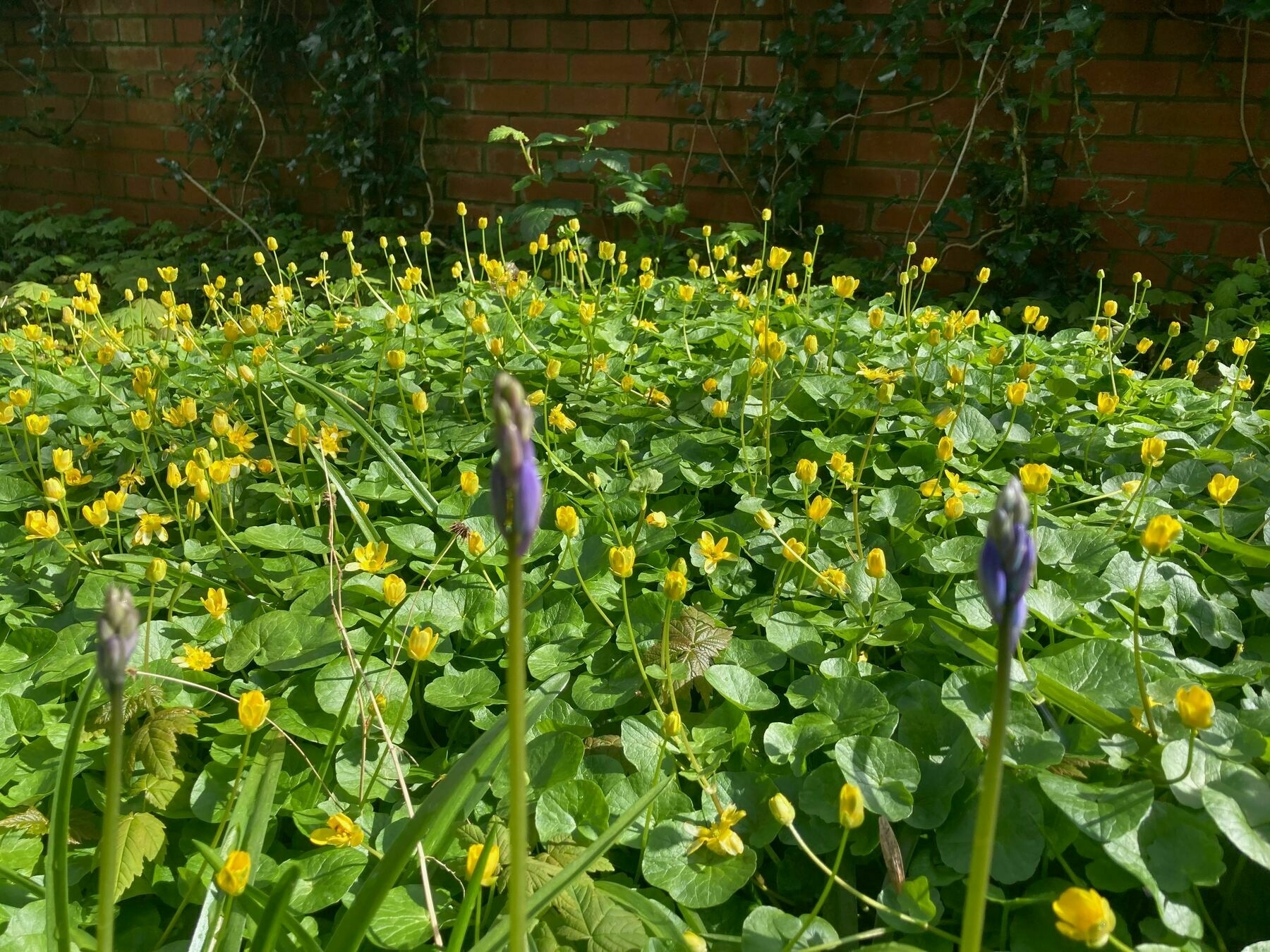 A clump of buttercup flowers near an old ivy clad garden wall with some bluebells in the foreground.