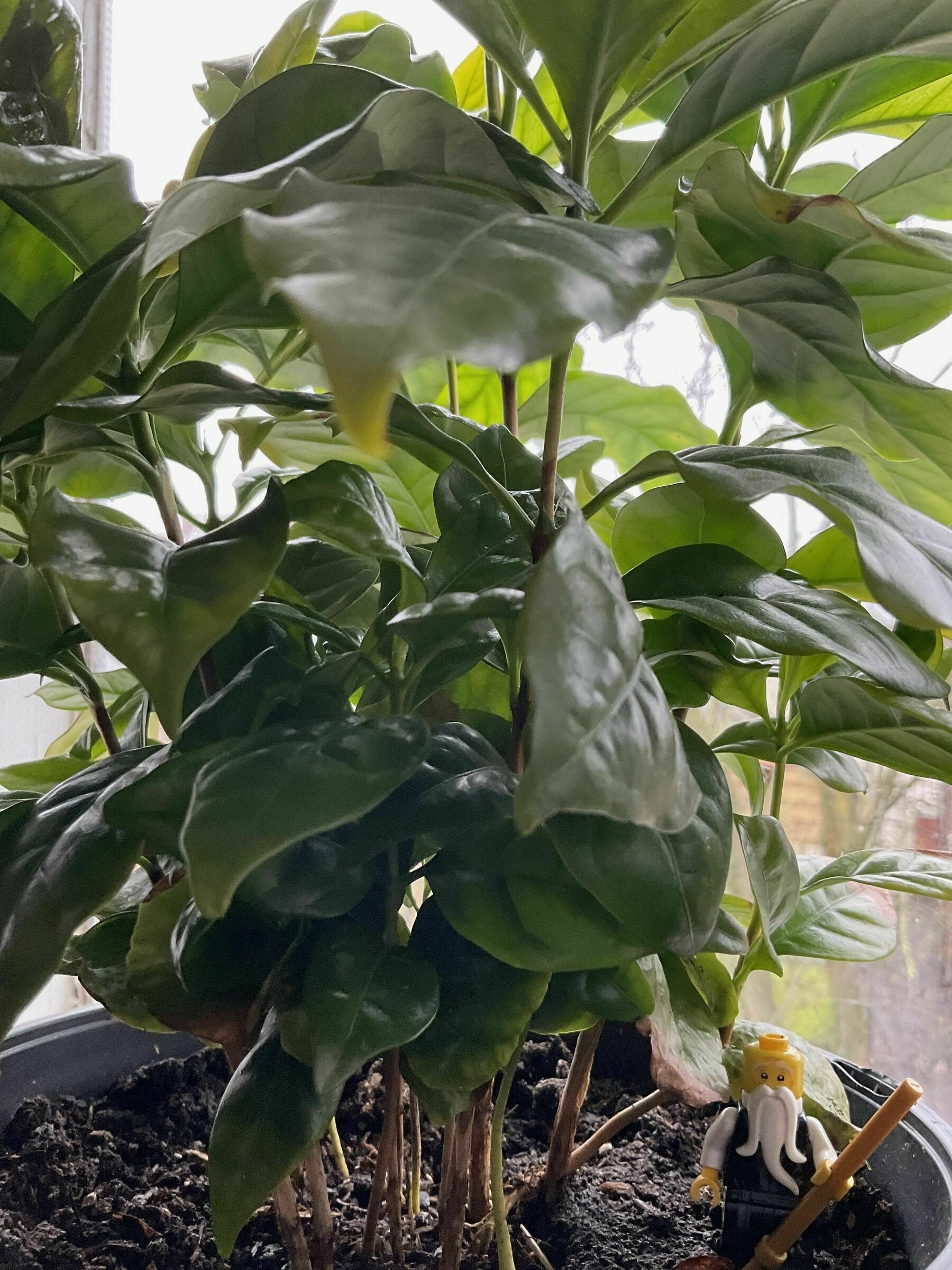 A leafy coffee plant in a pot with a small toy wizard placed in the pot.